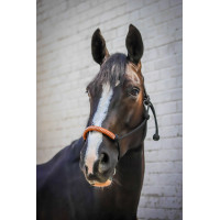 Cabezada de cuadra Pénélope American Negro