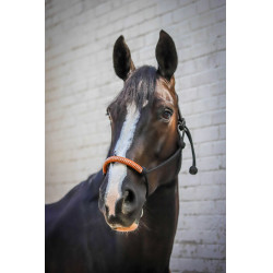 Cabezada de cuadra Pénélope American Negro