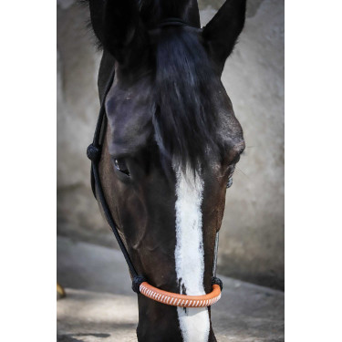 Cabezada de cuadra Pénélope American Negro