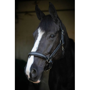 Cabezada de cuero Pénélope Point Sellier Negro