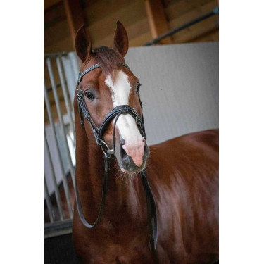 Cabezada Pénélope Daily Negro