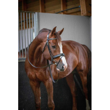 Cabezada Pénélope Daily Negro