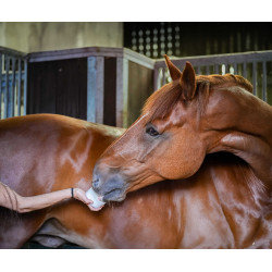 Little Likit refill Little Likit refill