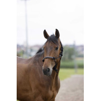 Cabezada etológica Norton cuerda/sintético Negro