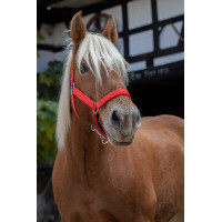 Cabezada para caballo de tiro Norton Pro Roja Rojo