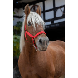 Cabezada para caballo de tiro Norton Pro Roja Rojo