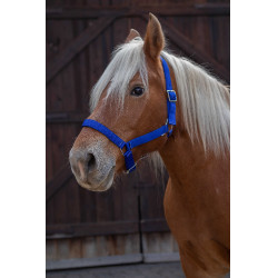 Cabezada para caballo de tiro Norton Pro Azul real