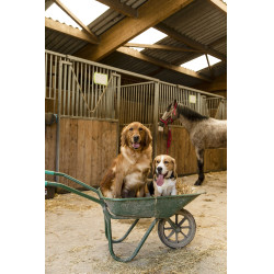 Collar de nailon Diego & Louna para perros