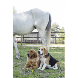 Collar de cuero Diego & Louna para perros Natural Marrón