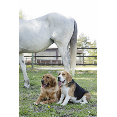 Collar de cuero Diego & Louna para perros Natural Marrón