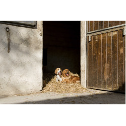 Collar de cuero Diego & Louna para perros Natural Marrón