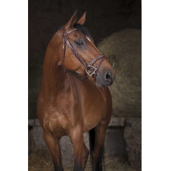 Cabezada Norton Pro Combinée Havana Marr&amp;amp;amp;oacute;n