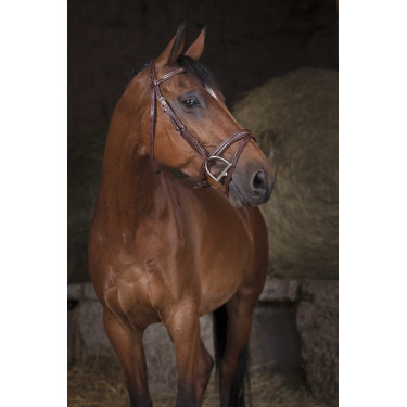 Cabezada Norton Pro Combinée Havana Marr&amp;amp;amp;oacute;n