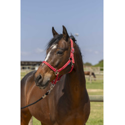 Cabezada Norton Grooming Roja Rojo