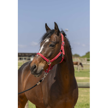 Cabezada Norton Grooming Roja Rojo