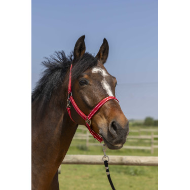 Cabezada Norton Grooming Roja Rojo