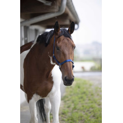 Cabezada Equi-Theme "Nylon" Azul real