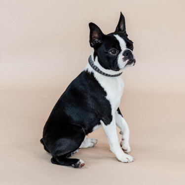 Collar para perro Triangle Kentucky Castaño Marrón