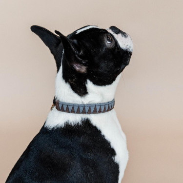 Collar para perro Triangle Kentucky Castaño Marrón