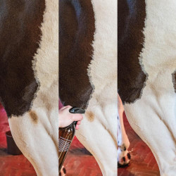 Quitamanchas de manchas verdes y polvo Almendra Grooming Deluxe by Kentucky