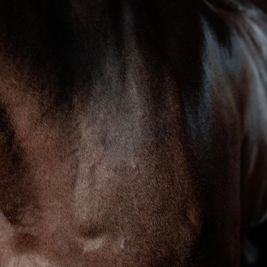 Gel súper brillante Grooming Deluxe de Kentucky Gel súper brillante Grooming Deluxe de Kentucky