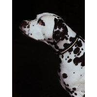 Collar para perro Equestrian Stockholm con strass Champán Beige