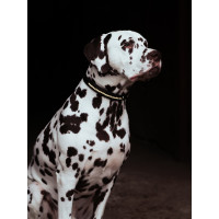 Collar para perro Equestrian Stockholm con strass Champán Beige