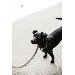 Correa para perro Leopardo Kentucky Verde abeto