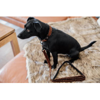 Correa para perro Leopardo Kentucky Marrón leopardo