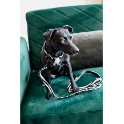 Correa para perro Zebra Kentucky Cebra Motifs
