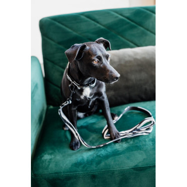 Correa para perro Zebra Kentucky Cebra Motifs