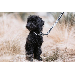Correa para perro Zebra Kentucky Cebra Motifs