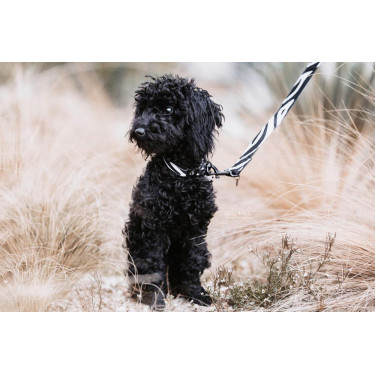 Correa para perro Zebra Kentucky Cebra Motifs