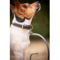 Collar para perro Pénélope Olie Havana Marr&amp;amp;amp;oacute;n