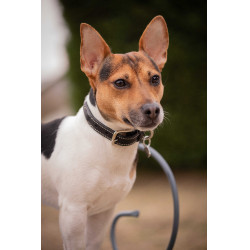 Collar para perro Pénélope Olie Havana Marr&amp;amp;amp;oacute;n