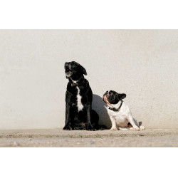 Collar y correa para perro EQUITHÈME - Max Negro