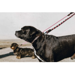 Collar y correa para perro EQUITHÈME - Max Castaño Marrón