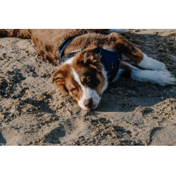 Arnés para perros RIDING WORLD - Simba Marino Azul marino