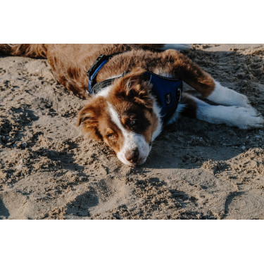 Arnés para perros RIDING WORLD - Simba Marino Azul marino