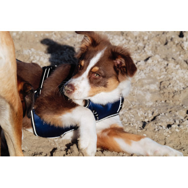 Arnés para perros RIDING WORLD - Simba Marino Azul marino