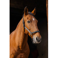Cabezada de nailon Equithème Domino Azul