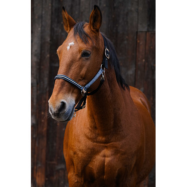Cabezada de nailon Equithème Domino Gris
