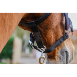 Cabezada de nailon Equithème Domino Púrpura Violeta