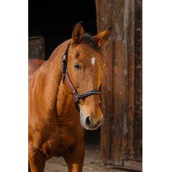 Cabezada de nailon Equithème Domino Burdeos