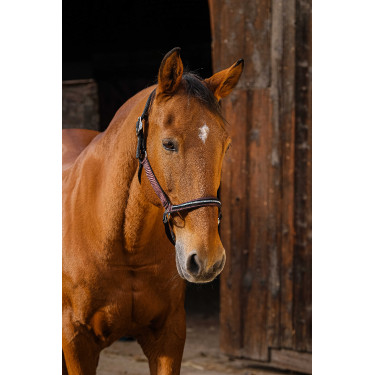 Cabezada de nailon Equithème Domino Burdeos