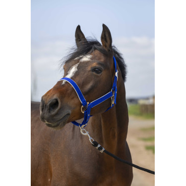 Cabezada Equithème Nylon light Azul real