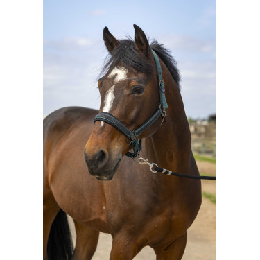 Cabezada de cuadra EQUITHÈME Nylon Strass Verde Cabezada de cuadra EQUITHÈME Nylon Strass Verde