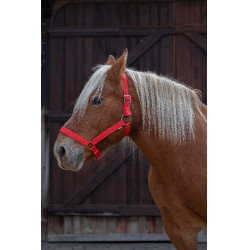 Cabezada para caballo de tiro Norton Pro