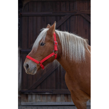 Cabezada para caballo de tiro Norton Pro