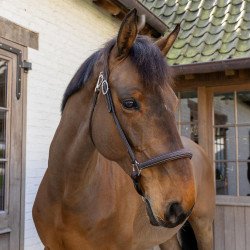 Cabezada de Cepillado Working By Dy'on Cabezada de Cepillado Working By Dy'on